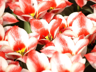 Fototapeta na wymiar tulips in bloom
