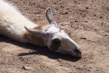 napping llama © timur1970