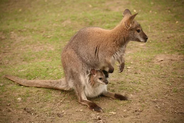 Foto auf Acrylglas Känguru doppelpack