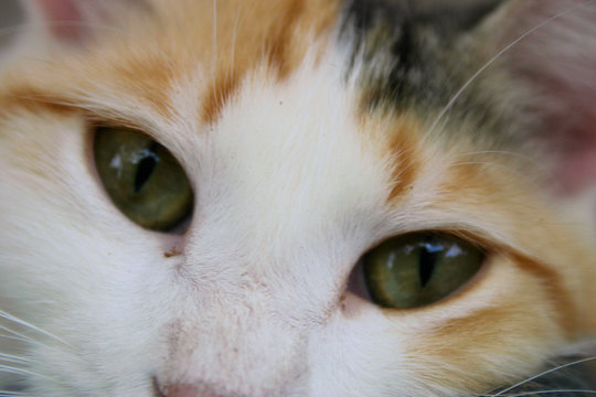 calico