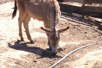 donkey at lunch