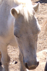 horse