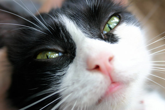 glossy eyes