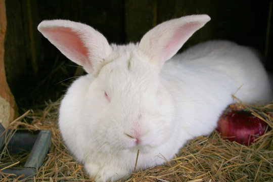rabbit