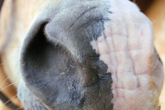 nuzzle me