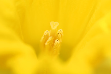 Fototapeta premium daffodil macro