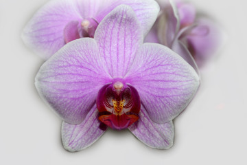 orchidee