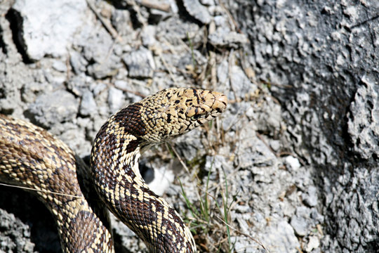 Bull Snake