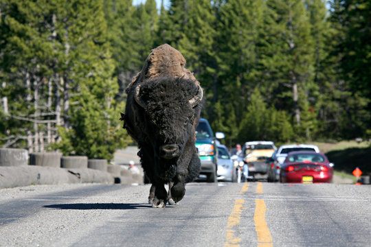 Bison In Yellowstone National Park