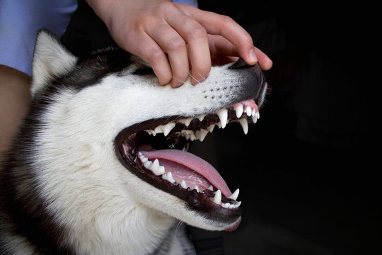 husky zeigt seine zähne