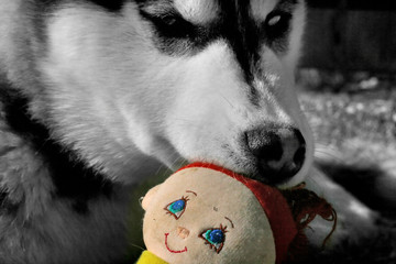 husky mit rothaariger puppe