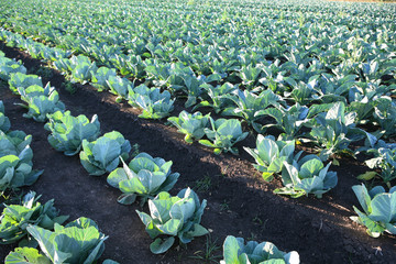 organic farming