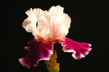 iris violet et blanc