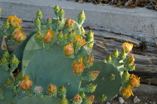 Flowering Prickly Pear Cactus