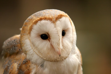 barn owl