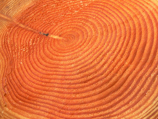 tree rings 1