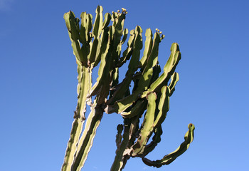 euphorbia