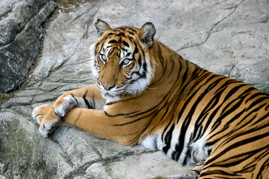 tigers gaze