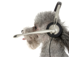 canine customer service