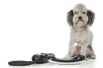 poodle with phone