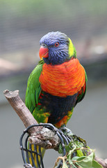 rainbow lorikeet perched