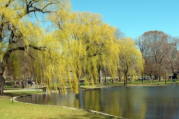 park with willow tree and pond
