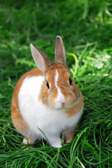 bunny rabbit © Elenathewise