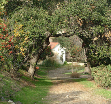 small white cottage at the end of a dirt, tree-cov