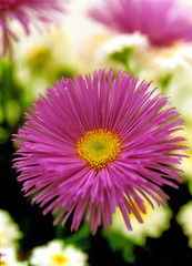 aster