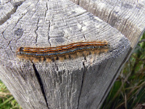 53 Best Chenille Processionnaire Images Stock Photos Vectors Adobe Stock