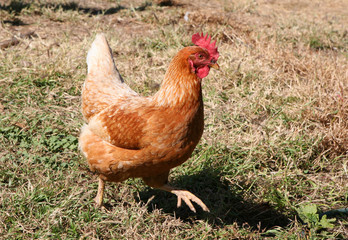 free range
