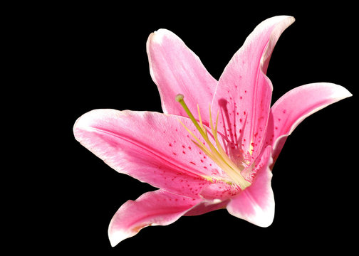 Fototapeta pink lily macro isolated