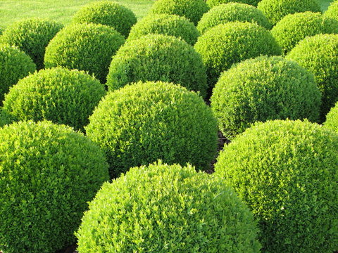 Boxtree discount