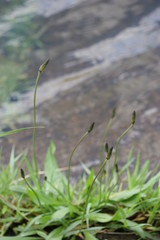 grass and the river