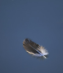 floating feather
