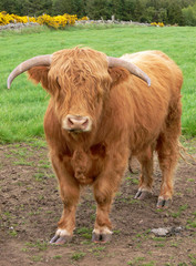 highland bull