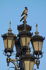 Fototapeta na wymiar street lamps and crows