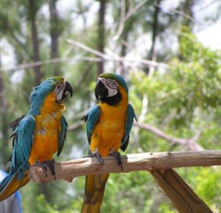 parrot talk
