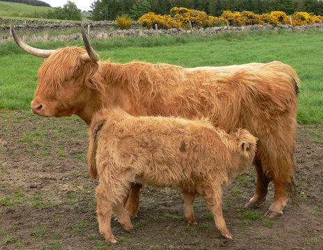 Highland Cow And Calf