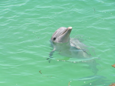 dolphin
