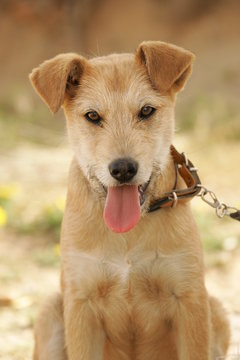 322 Best Bebe Chien Images Stock Photos Vectors Adobe Stock