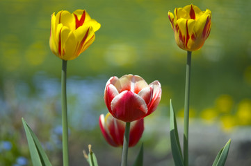 tulips in the garden