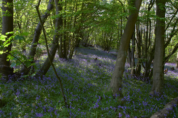 woodland bluebells
