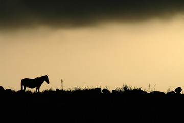 horse in the mountain at sunset