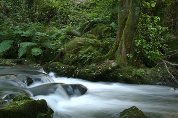 stream river in forest