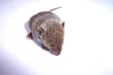 infant mouse