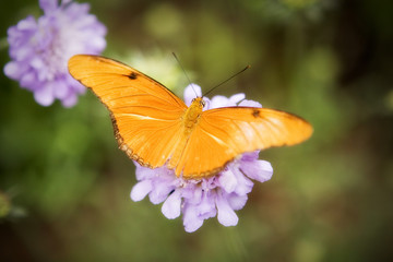 butterfly on a flower