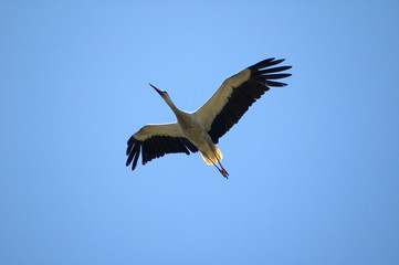 cigüeña volando