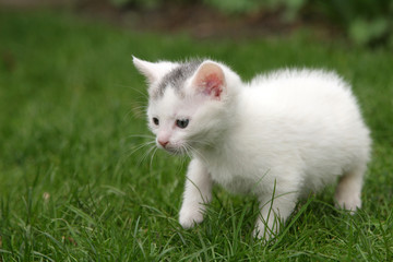 Fototapeta na wymiar little kitten carefully taking first steps