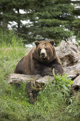 bear